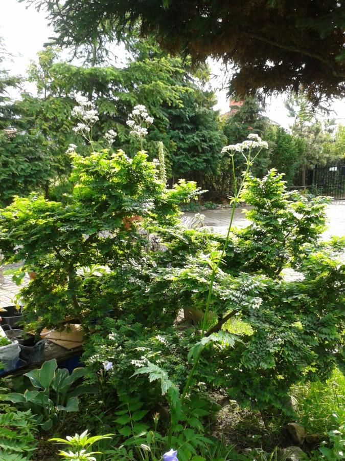 Villa Jaskolka Miedzyzdroje Ngoại thất bức ảnh
